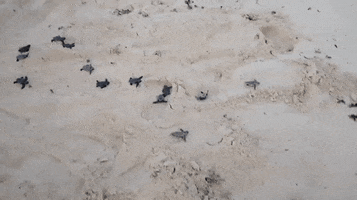 Turtles GIF