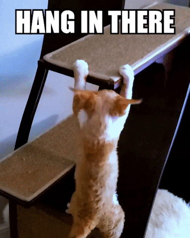 Hang In There Cat GIF