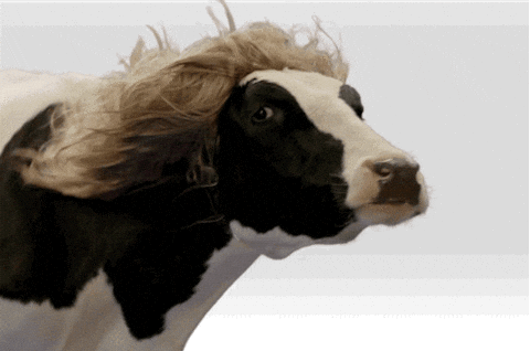giphy.gif?cid=4d1e4f29175tkvgyad0ca7ccvohm1oyifdhqgtxqht17e3zi&rid=giphy.gif