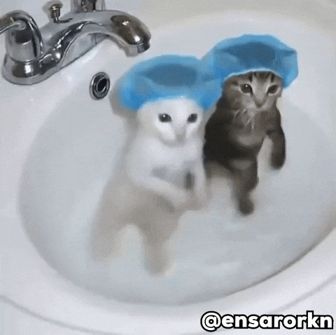 Cat GIF