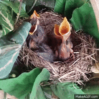 photo Baby Bird Learning To Fly Gif baby birds gifs get the best gif on giphy