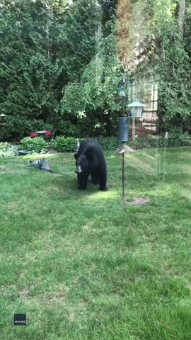 Bears Funny Animals GIF by Storyful