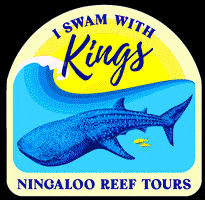 KingsNingaloo kings humpback whale mantaray whaleshark GIF