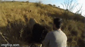 lion hug GIF by Daily Mail Online