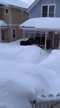 Breckenridge Man Finds Two Moose in Yard 'FebruBURIED' in Snow