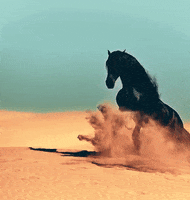 black horse sand GIF