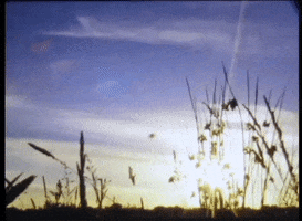 CraigRichardsCine sunset video art grass kodak GIF