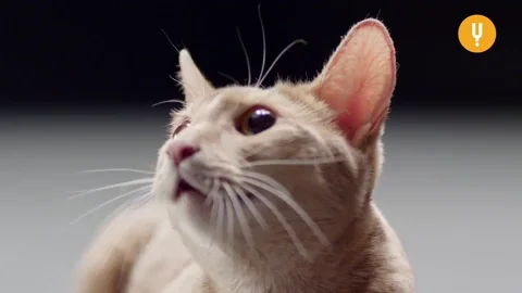 Cats Hissing GIF by CuriosityStream