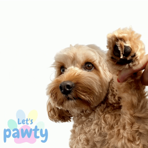 Let's Pawty GIF