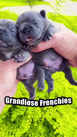Puppy Love Dance GIF by Grandiose Frenchies