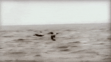 Birds GIF by Reba McEntire