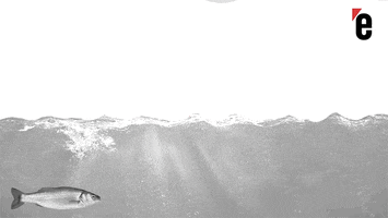 lexpress GIF
