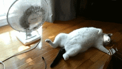 GIF by VakantieVeilingen