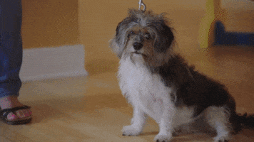 spring fever puppies GIF by Hallmark Channel