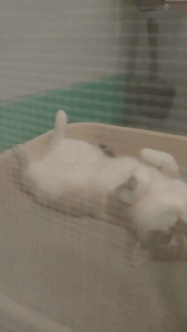 #Relax #Surprise #Cat #Say What #Siamese #Blue Eyes Eyes GIF