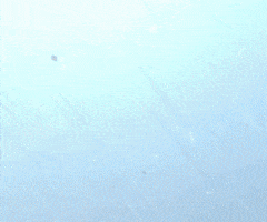playitagain GIF