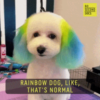 Dog-groomer GIFs - Get the best GIF on GIPHY