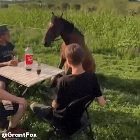 Horse Wtf GIF