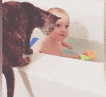come here kitty GIF