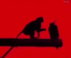 Electric Monkey GIF