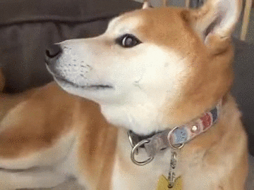 Shiba Gifs Get The Best Gif On Giphy