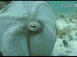 octopus camoflauge GIF