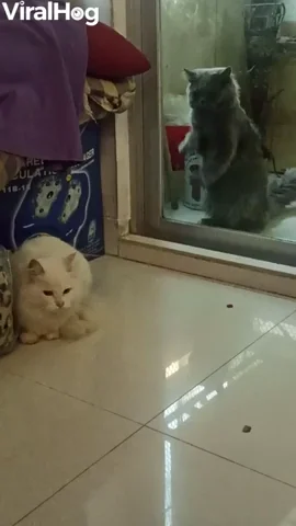 Cat Wanting Reunion Scratches At Window GIF by ViralHog