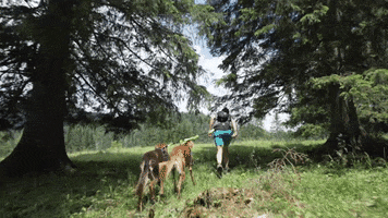mamo pet sports GIF