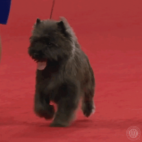 Hungry Wizard Of Oz GIF by American Kennel Club
