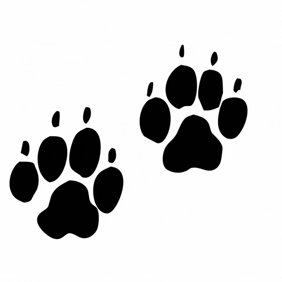 Dogs Paws GIF by The Petographer Find & Share on GIPHY
