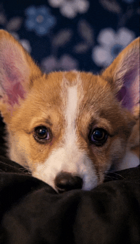 Puppy Puppies GIF