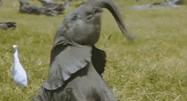 Baby Elephant Gifs Get The Best Gif On Giphy