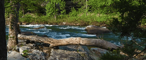 nature water cinemagraph beauty green GIF