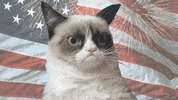 Why Cats Should Run For President america stories