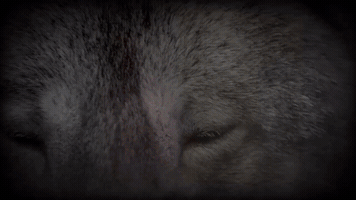 jimmybaixas  GIF