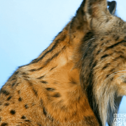 Iberian Lynx Reaction GIF by BBC America