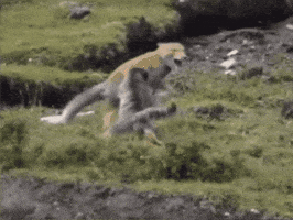 Tibetan Fox Wildlife GIF