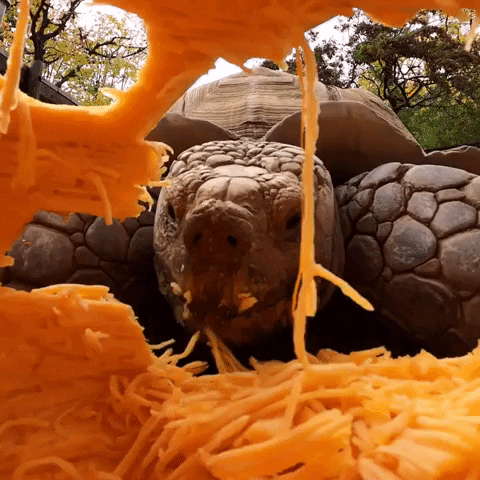 Pumpkin Pie Fall GIF by Storyful