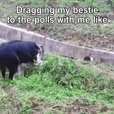 Video gif. Border Collie, leash in mouth, leads a Border Collie puppy through unkempt terrain, even dragging them across a gully. Text, "Dragging my bestie to the polls with me like."