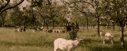 Film Goat GIF