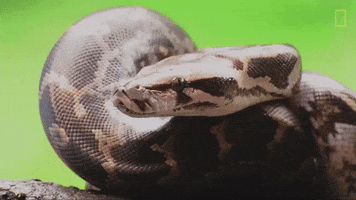 national geographic tongue GIF by Nat Geo Wild