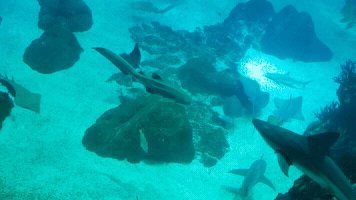 Ocean GIF