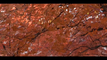 Fall Ysu GIF by Youngstown State University