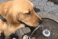 Golden Retrievers Drinking Gif Find Share On Giphy Golden Retrievers Drinking Gif Find Share On Giphy