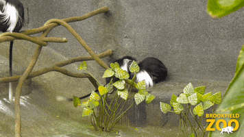 Friends Monkey GIF by Brookfield Zoo