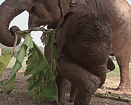 baby elephant GIF