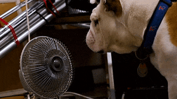 louisianatech hot fan bulldog sweating GIF