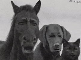 Cat Dog GIF