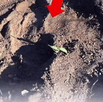 Cat Plant GIF