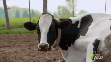 incredible dr pol cow GIF by Nat Geo Wild